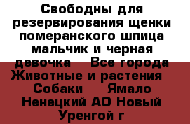 Свободны для резервирования щенки померанского шпица мальчик и черная девочка  - Все города Животные и растения » Собаки   . Ямало-Ненецкий АО,Новый Уренгой г.